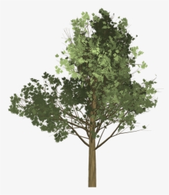 Tree Illustration Png - Drzewo Png, Transparent Png, Transparent PNG