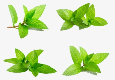 Mint Leaves PNGs for Free Download