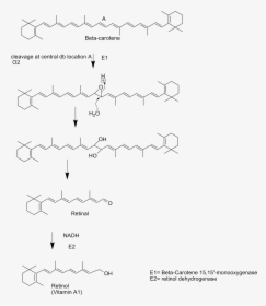 Chem 157 Vitamin A Synthesis Project - Vitamin A Synthesis From Beta Carotene, HD Png Download, Transparent PNG