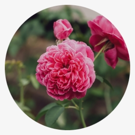 Damascene Rose, HD Png Download, Transparent PNG
