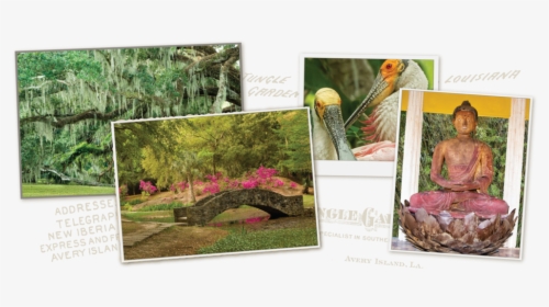 Home Collage 08 - Botanical Garden, HD Png Download, Transparent PNG