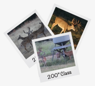 Rayonier-polaroids - Elk, HD Png Download, Transparent PNG