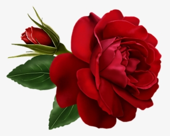 #red #roses #rosas #rojas #foryou #bemyvalentine #valentinesday - Rose Flower Gif, HD Png Download, Transparent PNG