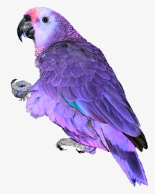 Blue Pink Neon Parrot Exotic Bird Feathers Africa Asia - Parrot, HD Png Download, Transparent PNG