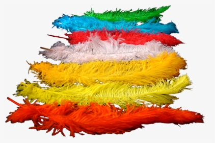 Colored Ostrich Feathers For Wedding Decoration , And - Colorado Spruce, HD Png Download, Transparent PNG