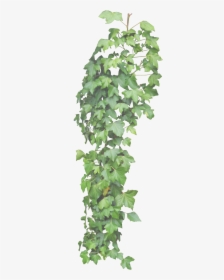 Ivy Vine Png Clipart - Hanging Ivy Transparent Background, Png Download, Transparent PNG