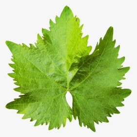Grape Vine Leaf Png Image, Transparent Png, Transparent PNG