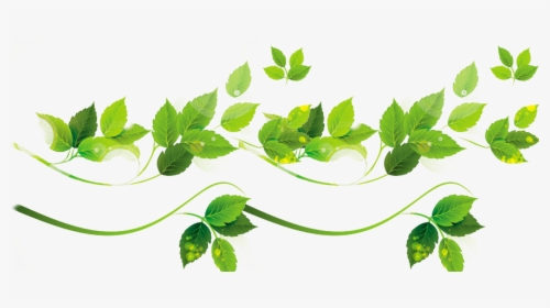 Vine Vector Plant Illustrator - Tree Leaf Vector Png, Transparent Png, Transparent PNG