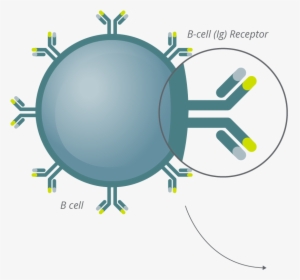 Clonoseq Technology Bcell Antibody - Circle, HD Png Download, Transparent PNG