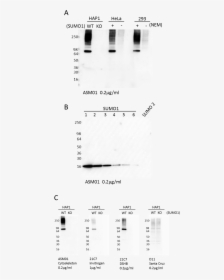 Western Blot Using Sumo1 Antibody - Monochrome, HD Png Download, Transparent PNG
