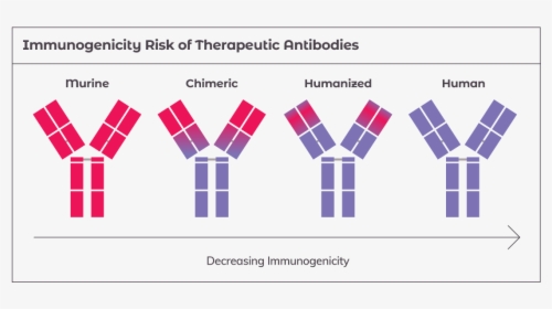 Antibody Png, Transparent Png, Transparent PNG