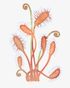 Drosera Up - Embroidery, HD Png Download, Transparent PNG