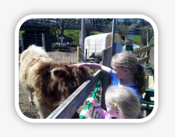 Farm - Shetland Pony, HD Png Download, Transparent PNG