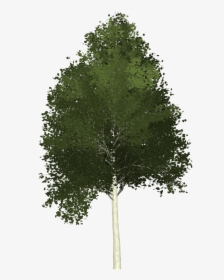Aspen Tree Painted Tree Free Photo - Aspen Tree Clipart Transparent, HD Png Download, Transparent PNG