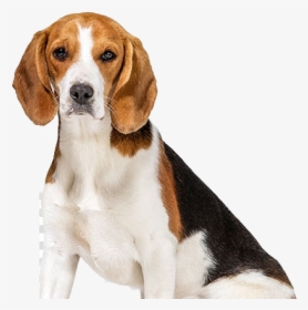 Beagle - Thundershirt Dog, HD Png Download, Transparent PNG