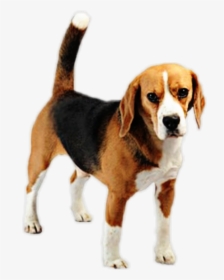 Beagle-harrier , Png Download - Beagle-harrier, Transparent Png, Transparent PNG