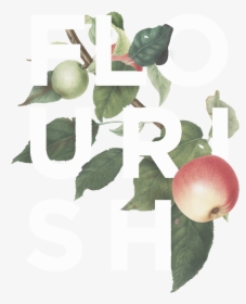 Flourish Apple Logo White Transparent0 - Hollyleaf Cherry, HD Png Download, Transparent PNG