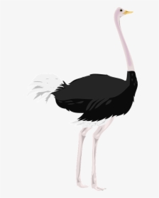 Deve Kuşu Png, Transparent Png, Transparent PNG