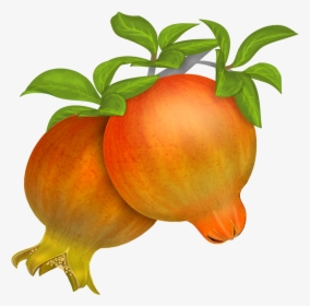 Pomegranate In Vector Clipart , Png Download - Pomegranate, Transparent Png, Transparent PNG