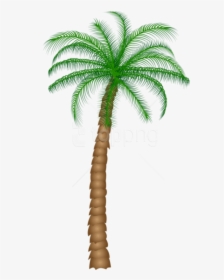 Free Png Download Palm Tree Png Images Background Png - Transparent Background Palm Tree Real Png, Png Download, Transparent PNG