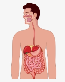Clipart Free Library Gastrointestinal Tract Human Anatomy - Digestive System Vector Png, Transparent Png, Transparent PNG
