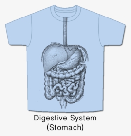 Digestive - Digestive System Drawn On Shirt, HD Png Download, Transparent PNG