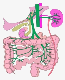 Digestive System Organs Colouring Pages - Organ System Clipart Biology, HD Png Download, Transparent PNG