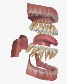 3d Digestive System Project - Vile Things, HD Png Download, Transparent PNG