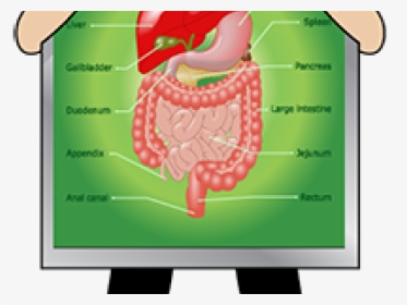 Digestive System Clipart - Dolore Destra Addome Dopo Mangiato, HD Png Download, Transparent PNG