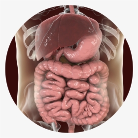 Digestive System Png, Transparent Png, Transparent PNG