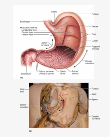 Cardial Part Of Stomach, HD Png Download, Transparent PNG