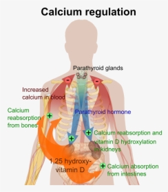 Picture - High Calcium Levels, HD Png Download, Transparent PNG