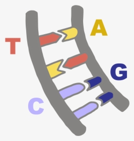 Image Of Dna Bases Pairing With Their Complementary - Dna Bases Png, Transparent Png, Transparent PNG