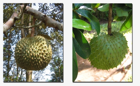 The Durian And Lookalike Soursop (1600x900), Png Download - Annona Muricata, Transparent Png, Transparent PNG