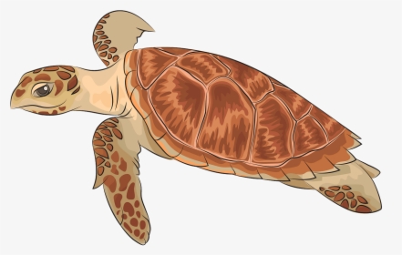 Kemp's Ridley Sea Turtle, HD Png Download, Transparent PNG
