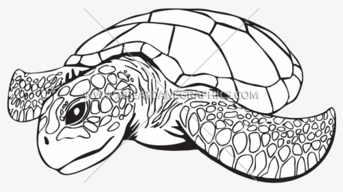 Transparent Sea Turtle Clipart Png - Line Drawing Of Sea Turtle, Png Download, Transparent PNG