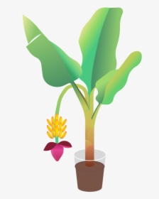 Banana Tree - Houseplant, HD Png Download, Transparent PNG