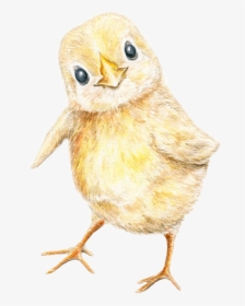 #babychick #freetoedit - Perching Bird, HD Png Download, Transparent PNG