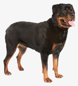 Rottweiler Png Hd Image - Guard Dog Security Png, Transparent Png, Transparent PNG