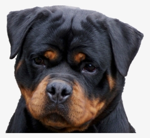 Golden Retriever With Rottweiler, HD Png Download, Transparent PNG