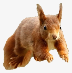 Eurasian Red Squirrel, HD Png Download, Transparent PNG