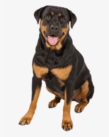 Rottweiler Png Photo - German Rottweiler And German Shepherd, Transparent Png, Transparent PNG