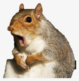 Squirrel Download Free Png - Squirrel Flora And Ulysses, Transparent Png, Transparent PNG