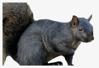 Squirrel Background Png Image - Black Squirrel, Transparent Png, Transparent PNG
