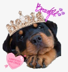 #suchacutie #favdog #rottie #rottweiler #beautiful - Baby Anne Bottom Heavy, HD Png Download, Transparent PNG