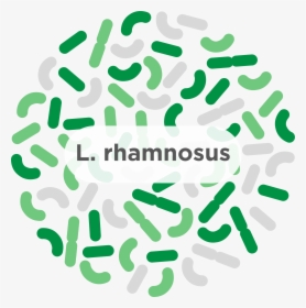 Probiotic Lactobacillus Plantarum, HD Png Download, Transparent PNG
