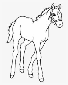 Draw A Baby Horse, HD Png Download, Transparent PNG