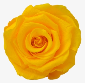 Floribunda, HD Png Download, Transparent PNG