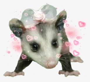 #possum #cute, HD Png Download, Transparent PNG