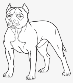 American Pitbull Terrier Drawing - English White Terrier, HD Png Download ,  Transparent Png Image - PNGitem